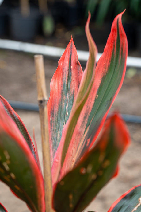 Cordyline fruticosa Tangelo - Brisbane Plant Nursery