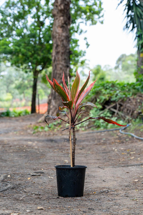Cordyline fruticosa Tangelo - Brisbane Plant Nursery