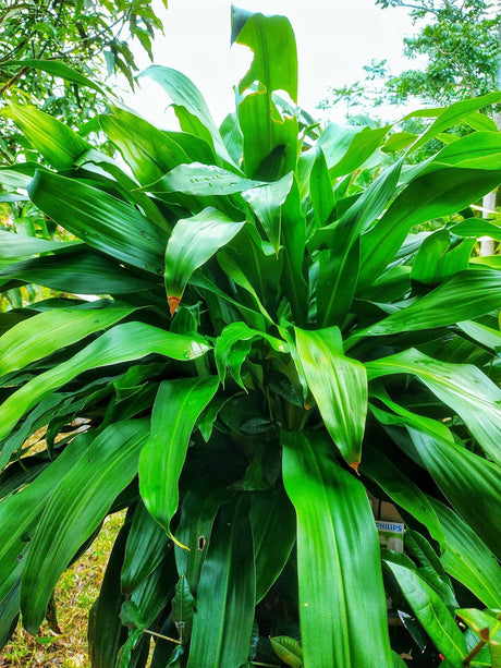 Cordyline petiolaris 'Broad Leaved Palm Lily' - Brisbane Plant Nursery