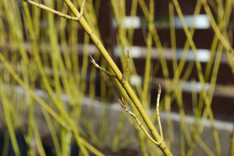 Cornus sericea flaviramea Baileyi - Brisbane Plant Nursery