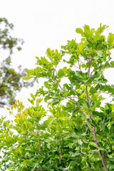 Cupaniopsis anacardioides 'Tuckeroo' - Brisbane Plant Nursery