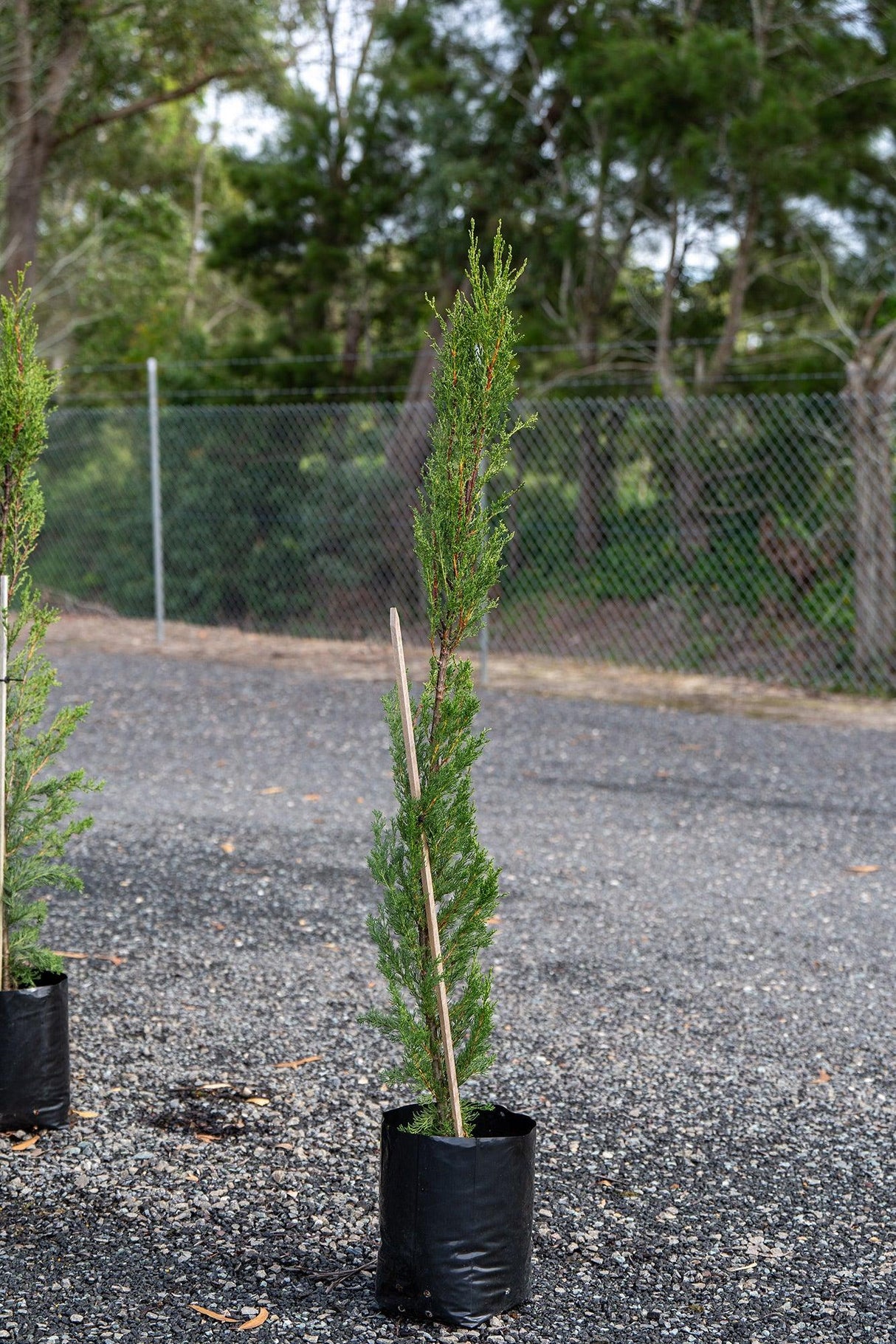 Cupressus sempervirens Nitschkes Needles - Pencil Pine - Brisbane Plant Nursery