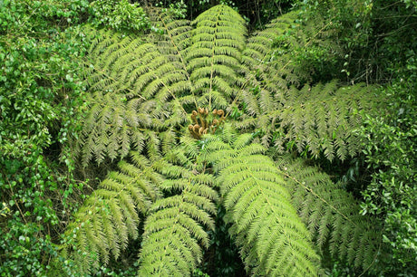 Cyathea australis 'Rough Tree Fern' - Brisbane Plant Nursery