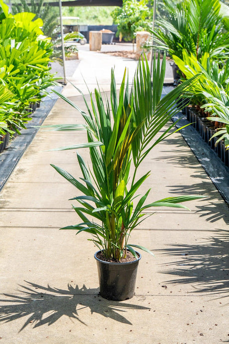 Cyrtostachys renda 'Lipstick Palm' - Brisbane Plant Nursery
