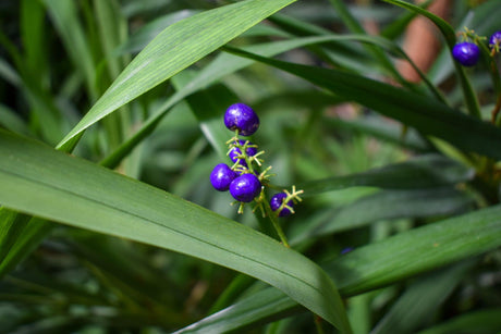 Dianella caerulea 'Blue Flax Lily' - Brisbane Plant Nursery
