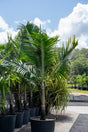 Dictyosperma album 'Hurricane Palm' - Brisbane Plant Nursery