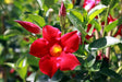 Dipladenia Red Form - Brisbane Plant Nursery