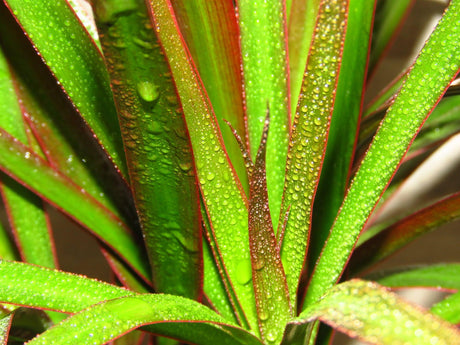 Dracaena marginata Black Knight - Brisbane Plant Nursery