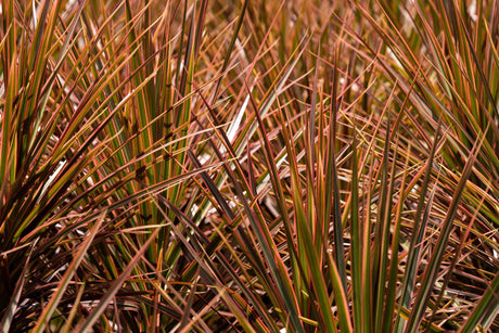 Dracaena marginata Colorama - Brisbane Plant Nursery