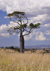 Boab Tree - Adansonia gregorii