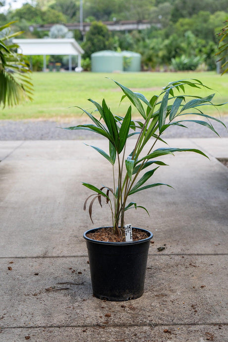 Dypsis cabadae 'Blue cane palm' - Brisbane Plant Nursery