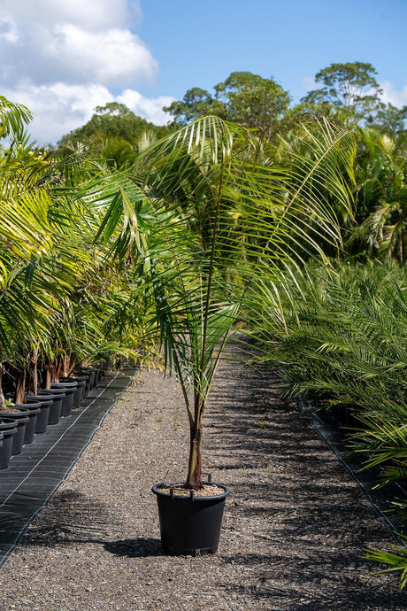 Dypsis decaryi 'Triangle Palm' - Brisbane Plant Nursery
