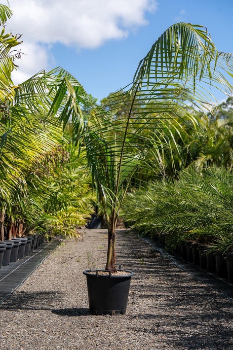 Dypsis leptocheilos 'Teddy Bear Palm' - Brisbane Plant Nursery