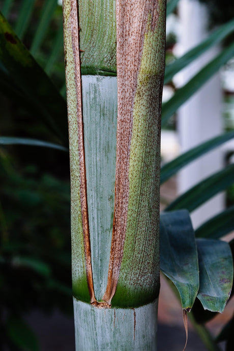 Dypsis pembana 'Pamba palm' - Brisbane Plant Nursery
