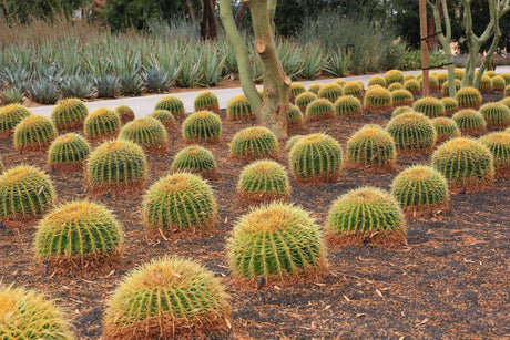 Echinocactus grusonii 'Golden Barrel Cactus' - Brisbane Plant Nursery
