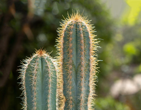 Echinopsis pachanoi 'San Pedro cactus' - Brisbane Plant Nursery
