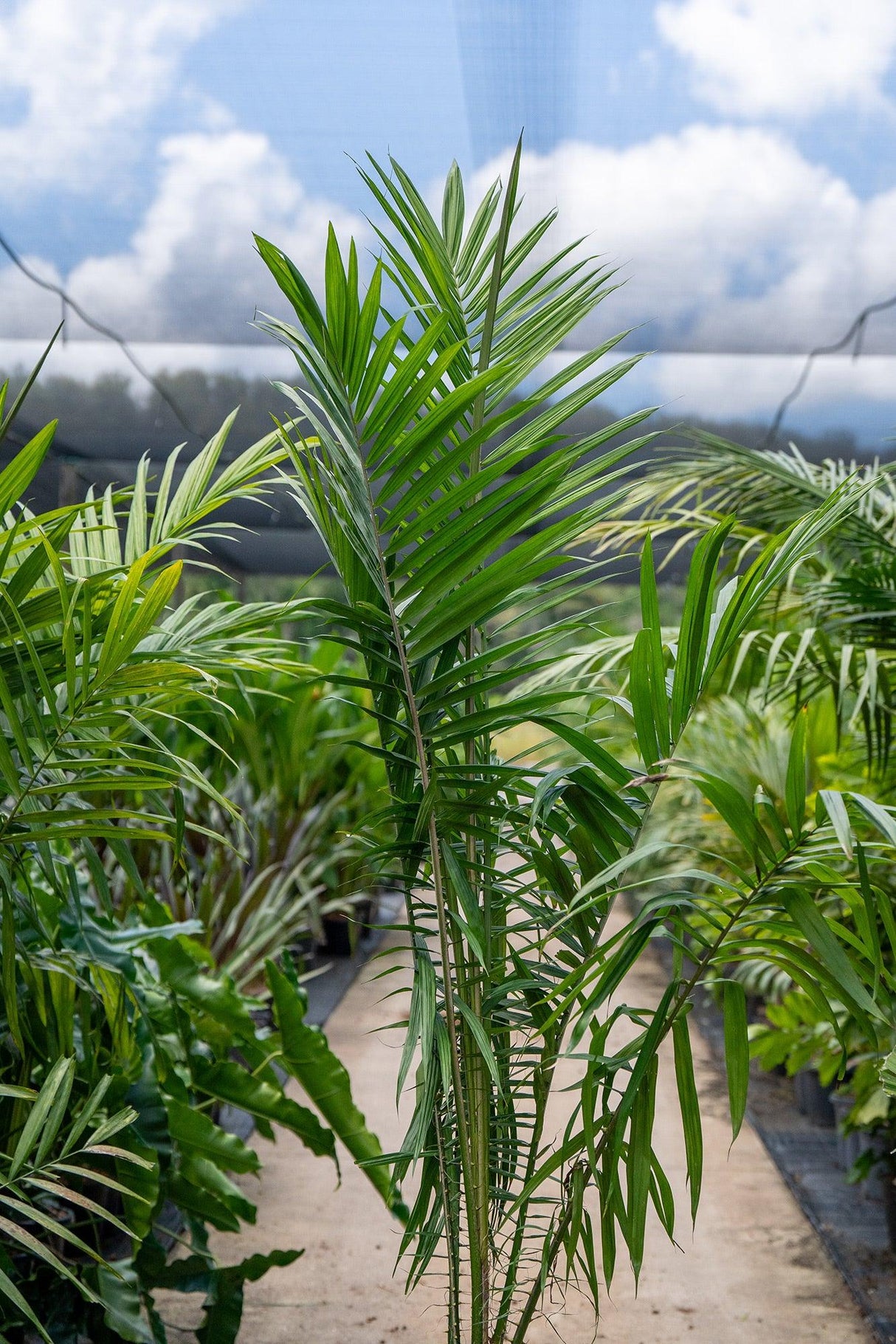 Elaeis guineensis 'African oil palm' - Brisbane Plant Nursery