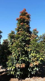 ELAEOCARPUS eumundii (Eumundi or Smooth Leaved Quandong) - Ex Ground - Brisbane Plant Nursery