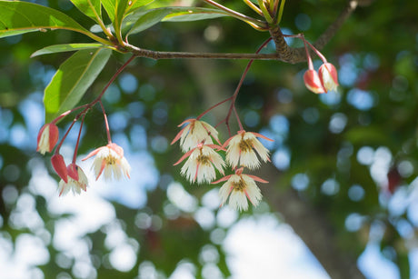 Elaeocarpus grandis 'Silver Quandong' - Brisbane Plant Nursery