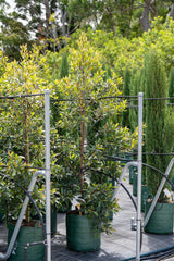 Elaeocarpus reticulatus 'Blueberry ash' - Brisbane Plant Nursery