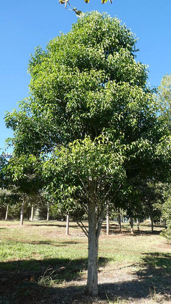 EMMENOSPERMA alphitonioides (Yellow Ash) - Ex Ground - Brisbane Plant Nursery