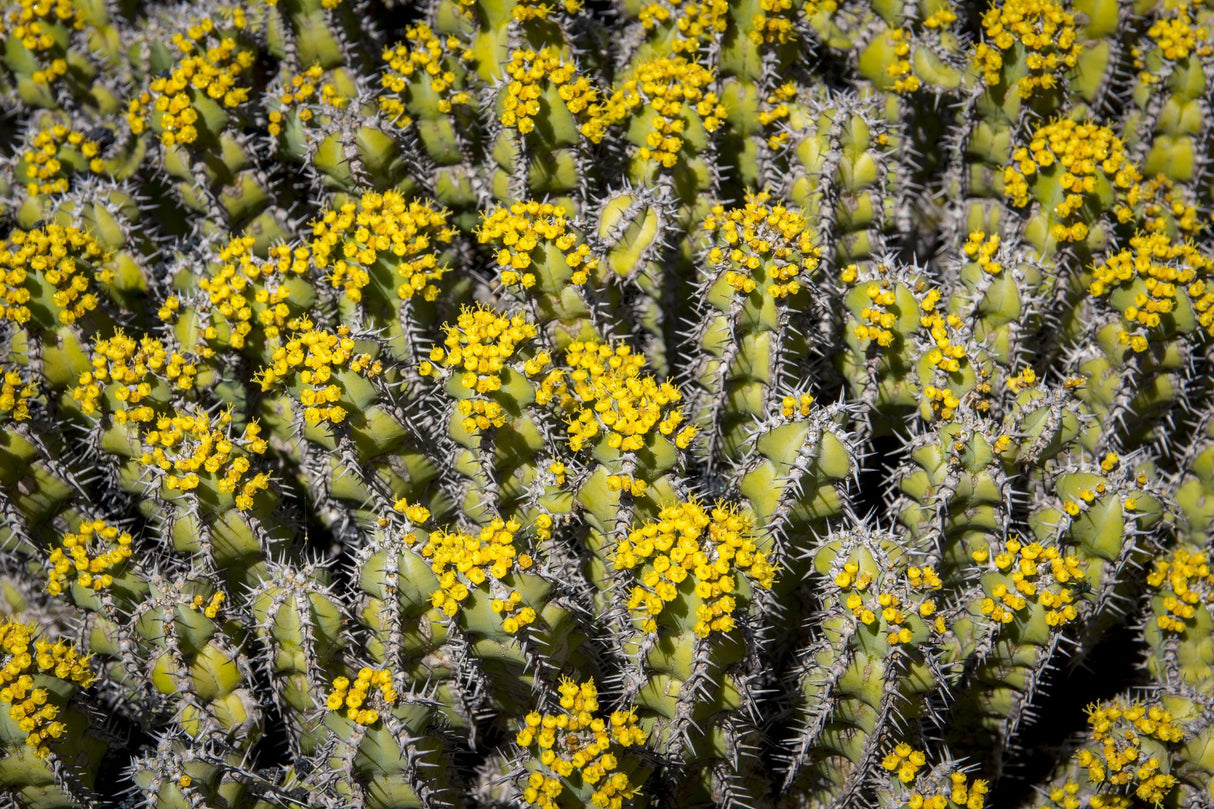 Euphorbia eritrea - Brisbane Plant Nursery