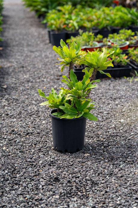 Euphorbia milii 'Crown-of-thorns' - Brisbane Plant Nursery