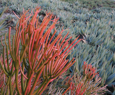 Euphorbia tirucalli 'Firesticks' - Brisbane Plant Nursery