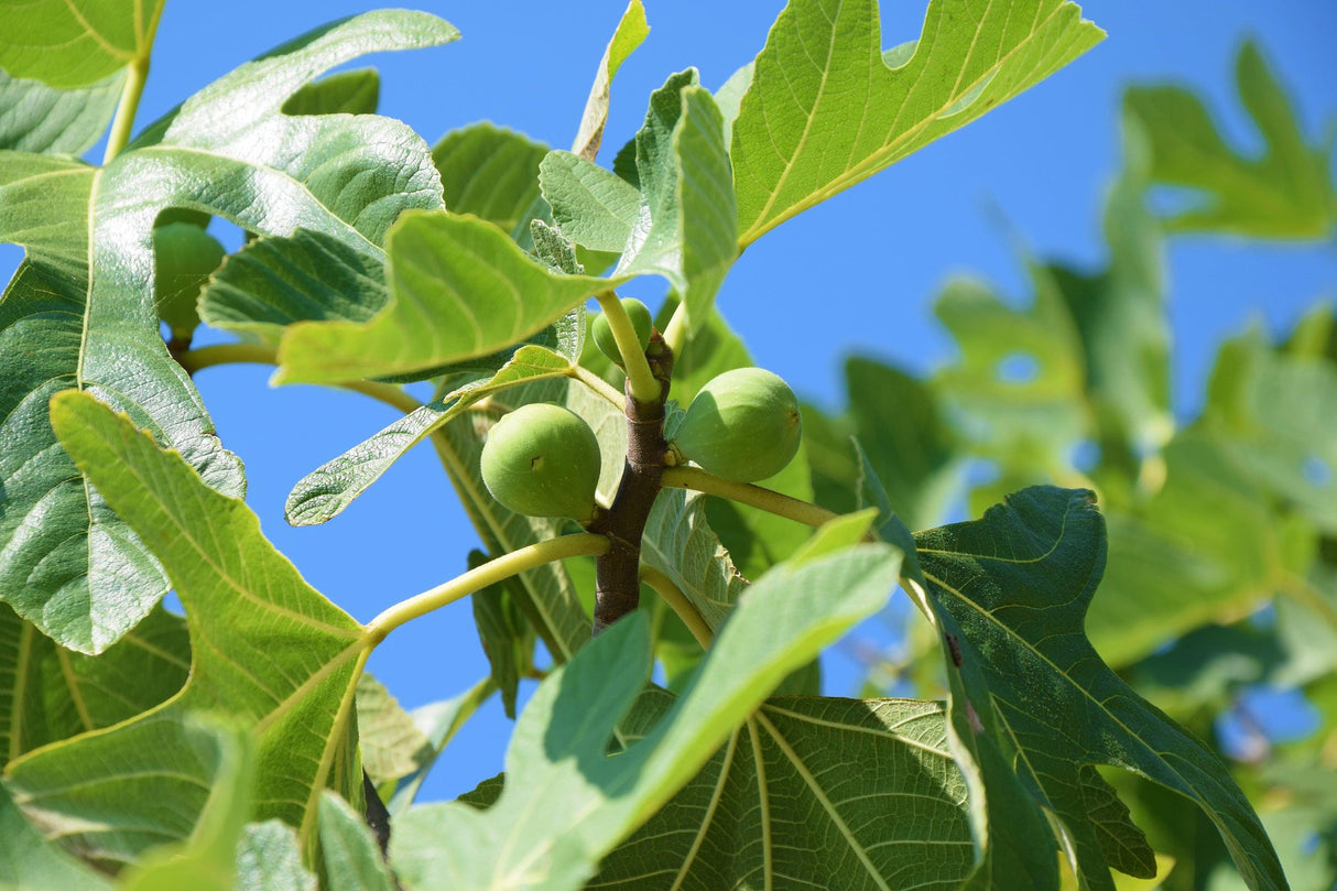 Ficus carica Brown Turkey 'Common Fig' - Brisbane Plant Nursery