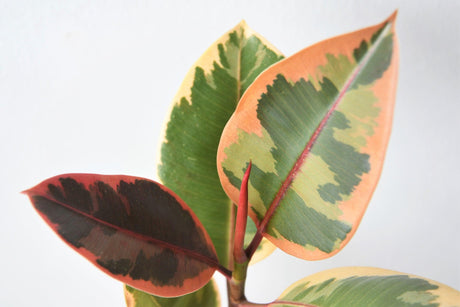 Ficus elastica Ruby - Brisbane Plant Nursery
