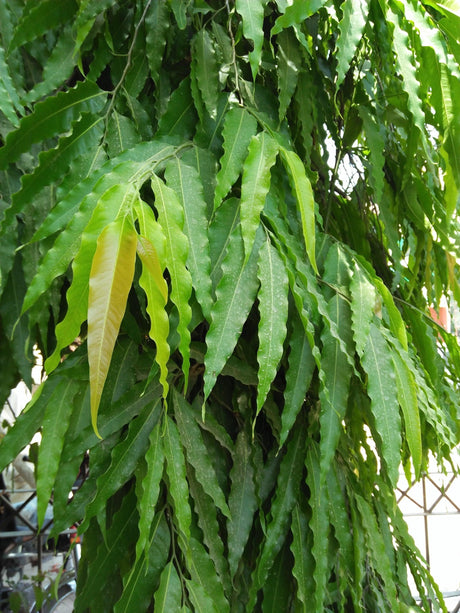 Ficus longifolia Sabre Tooth Fig - Brisbane Plant Nursery