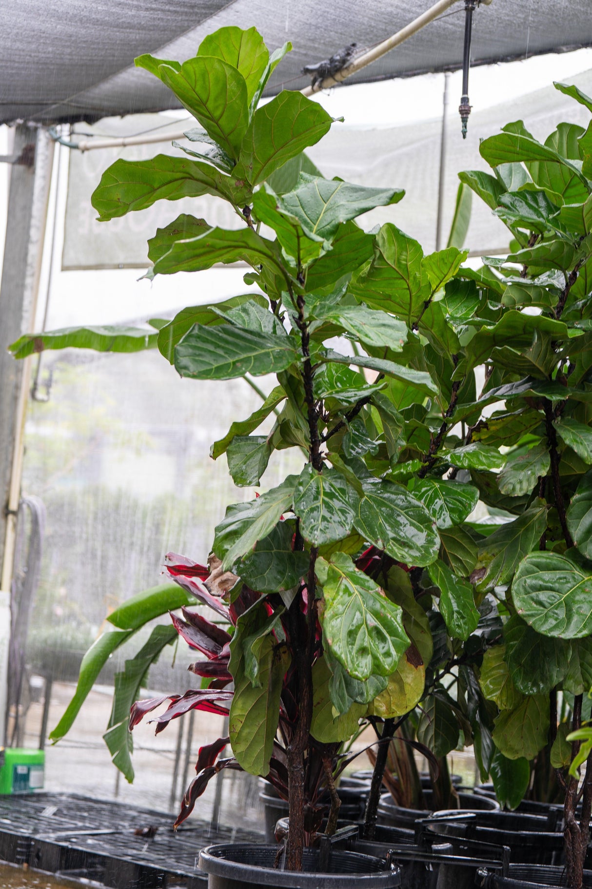 Ficus Lyrata ' Fiddle Leaf Fig' - Brisbane Plant Nursery