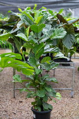 Ficus Lyrata ' Fiddle Leaf Fig' - Brisbane Plant Nursery