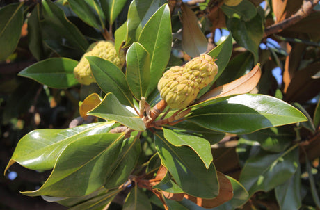 Ficus rubiginosa 'Rusty Fig' - Brisbane Plant Nursery