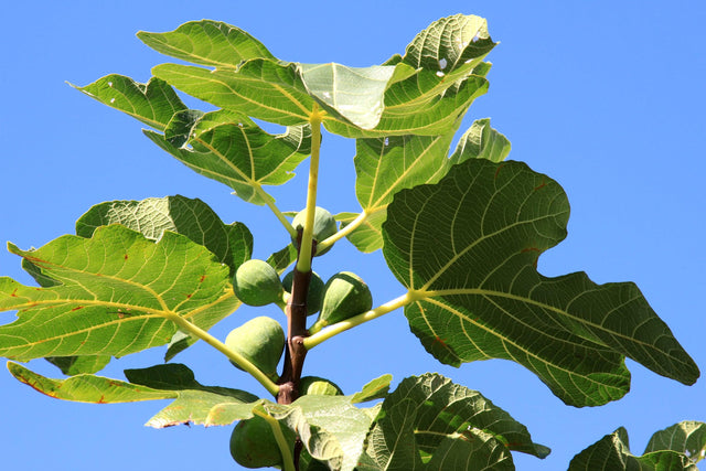 Fig Adam Ficus carica 'Black adam' - Brisbane Plant Nursery