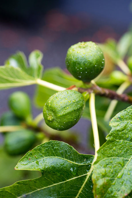 Fig Black Genoa Ficus carica - Brisbane Plant Nursery
