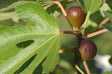 Fig - Celest Ficus carica - Brisbane Plant Nursery