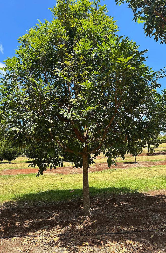 FLINDERSIA australis (Crow’s Ash, Australian Teak) - Ex Ground - Brisbane Plant Nursery