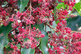 Flindersia pimenteliana (Maple or Rose Silkwood) - Ex Ground - Brisbane Plant Nursery
