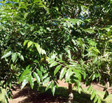 FLINDERSIA xanthoxyla (Yellow Ash) - Ex Ground - Brisbane Plant Nursery