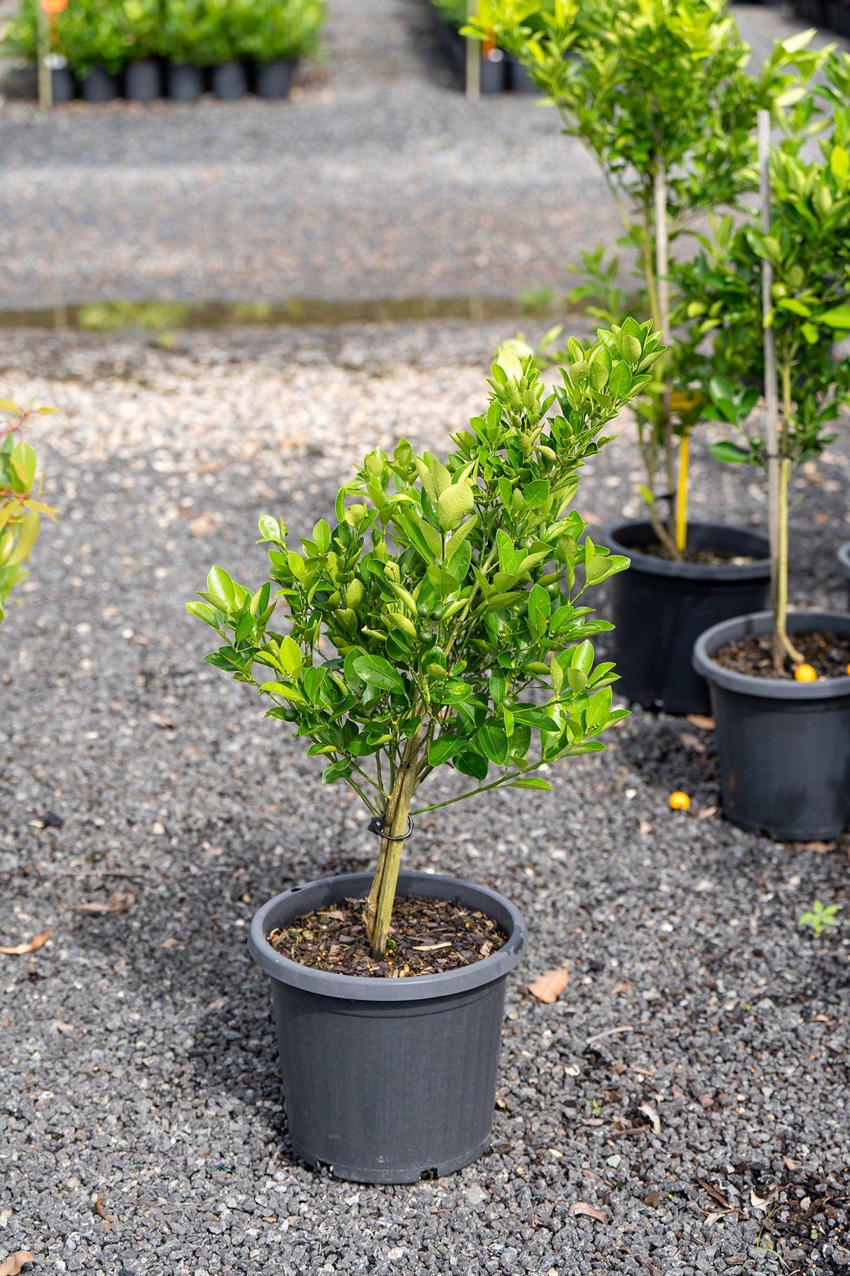 Fortunella japonica - Kumquat - Brisbane Plant Nursery