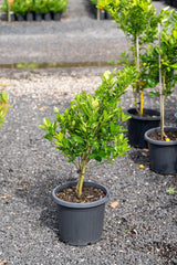 Fortunella japonica - Kumquat - Brisbane Plant Nursery