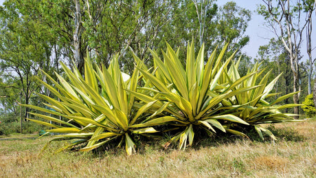 Furcraea foetida 'Mauritius Hemp' - Brisbane Plant Nursery