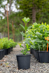 Gardenia augusta Aimee Yoshiba 'Fragrant Gardenia' - Brisbane Plant Nursery