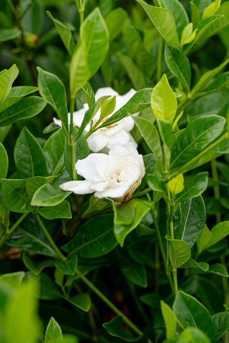 Gardenia augusta Magnifica - Brisbane Plant Nursery