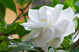 Gardenia augusta Radicans - Brisbane Plant Nursery