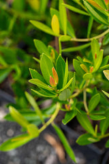 Gordonia axillaris - Brisbane Plant Nursery