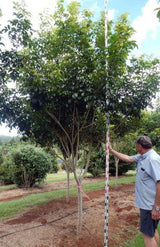 HARPULLIA pendula (Tulipwood) - Ex Ground - Brisbane Plant Nursery