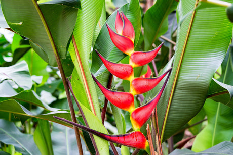 Heliconia rostrata - Brisbane Plant Nursery