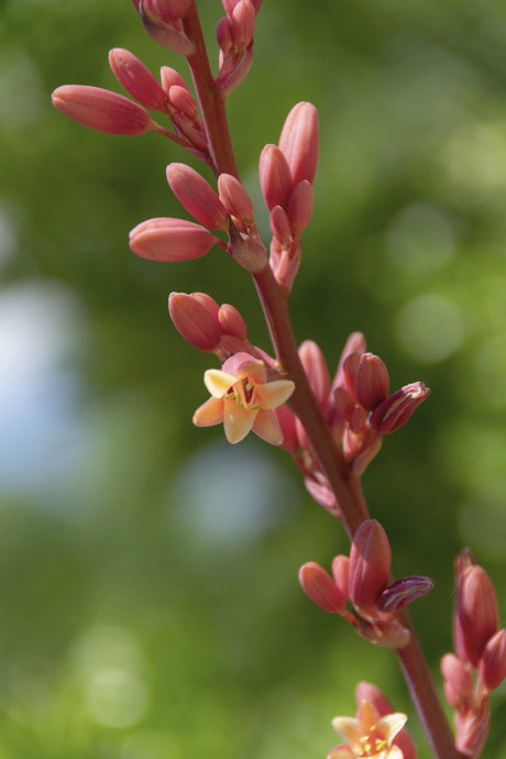 Hesperaloe parviflora 'Red yucca' - Brisbane Plant Nursery